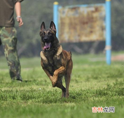 马犬吧 马犬多少钱一只幼犬