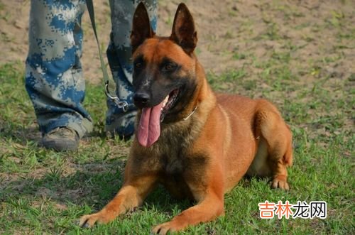 马犬吧 马犬多少钱一只幼犬