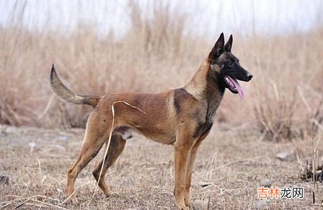 马犬吧 马犬多少钱一只幼犬