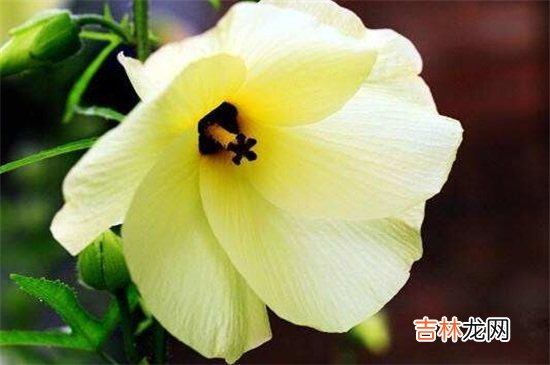 金花葵什么人不能喝