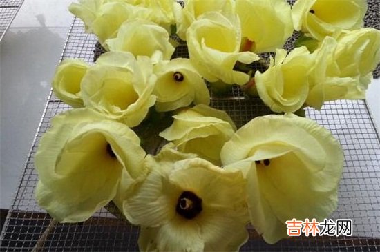 金花葵什么人不能喝
