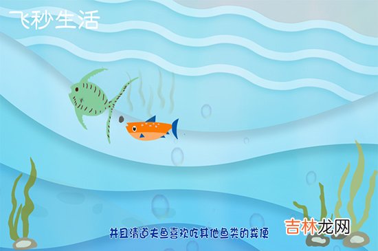清道夫鱼为什么不能吃