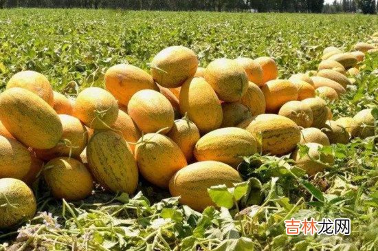 哈密瓜吃多了会怎么样