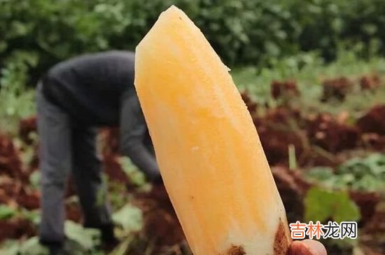 雪莲果为什么会裂开