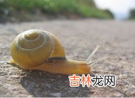 蜗牛是益虫还是害虫的短视频 蜗牛是益虫还是害虫为什么