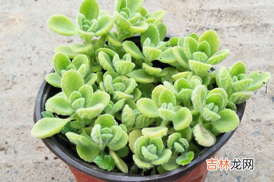 一抹香摆什么地方聚财