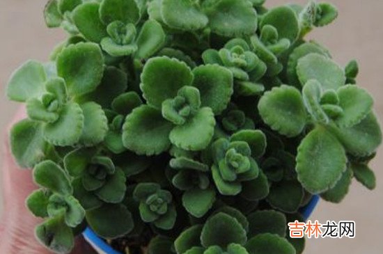 一抹香摆什么地方聚财