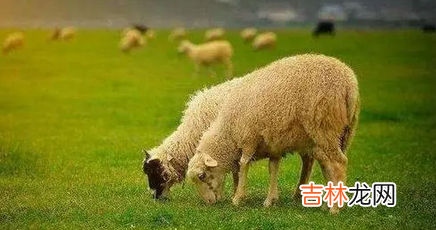 属虎的和属羊的相配吗 属虎的和属羊的合财吗
