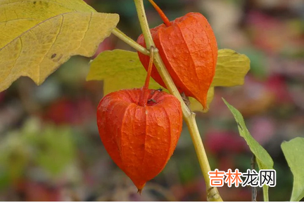 十二生肖里的牛和龙能过一辈子吗