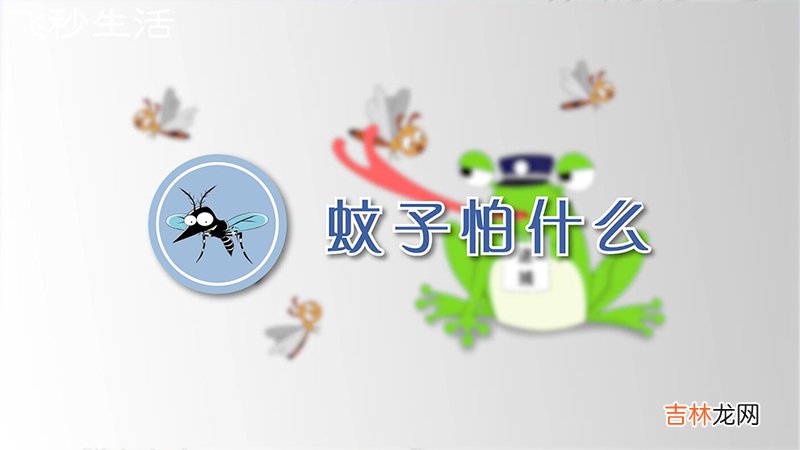 蚊子怕什么