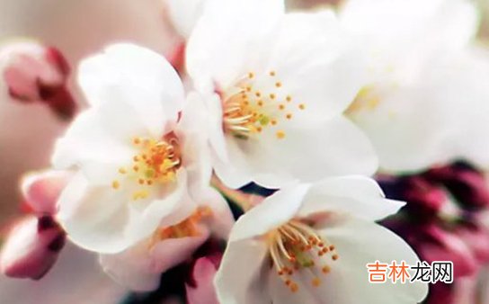 2020年12月27号十一月十三出生的男孩命运好吗,怎么八字起名