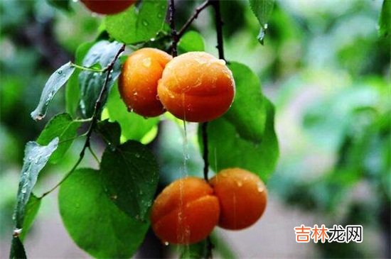 杏和牛奶可以一起吃吗