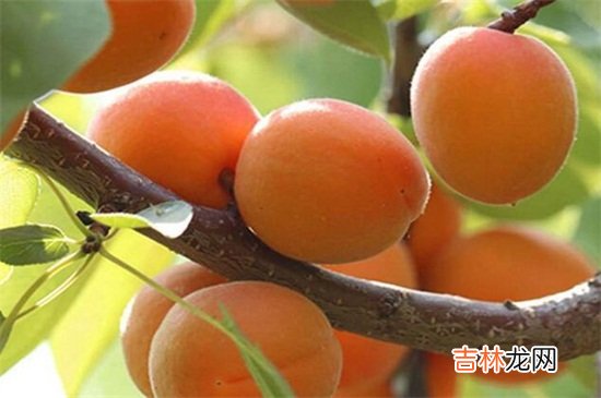 杏和牛奶可以一起吃吗