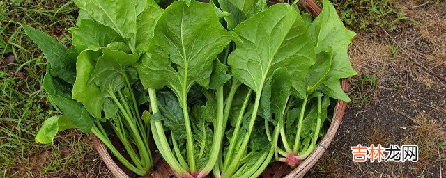 凉拌菠菜焯水几分钟