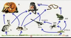 食物链有哪些  食物链的类型有哪些