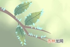 子非鱼大师算命多钱_紫薇斗数解读，廉贞贪狼性格解读