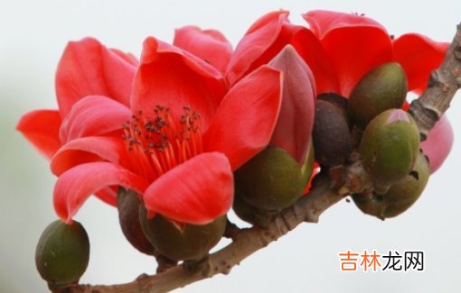 2020年11月出生的女孩高分有寓意的名字
