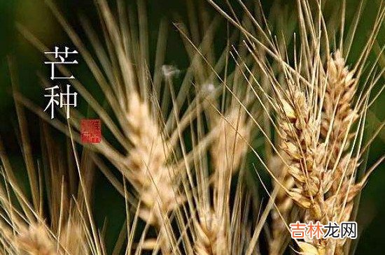 芒种节气在什么季节