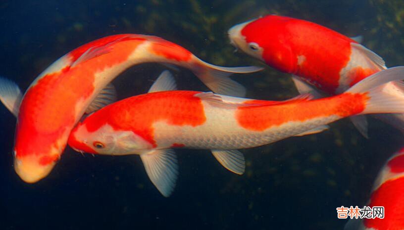 养锦鲤养几条好  养锦鲤养多少条好