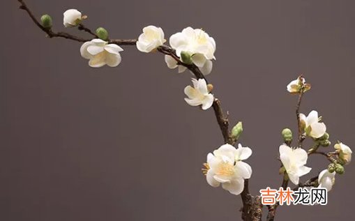 2021年2月8日农历腊月二十七出生的女孩起名用哪些字最好