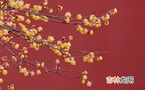 2021年2月23日农历正月十二出生的女孩根据经典诗词取名