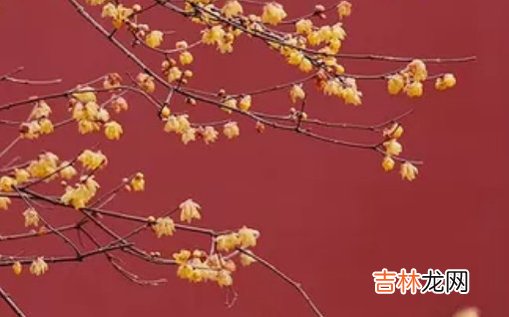 2021年2月23日农历正月十二出生的女孩根据经典诗词取名