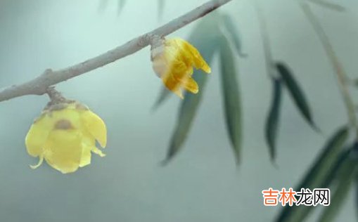 2021年2月25日农历正月十四出生的女孩起好听脱俗的名字