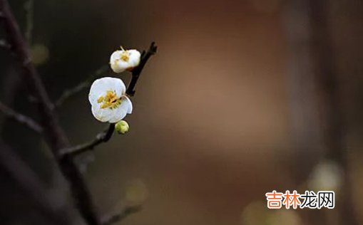 2021年2月28日农历正月十七出生的女孩取寓意美好的名字