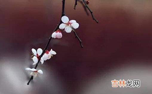 2021年2月28日农历正月十七出生的女孩取寓意美好的名字