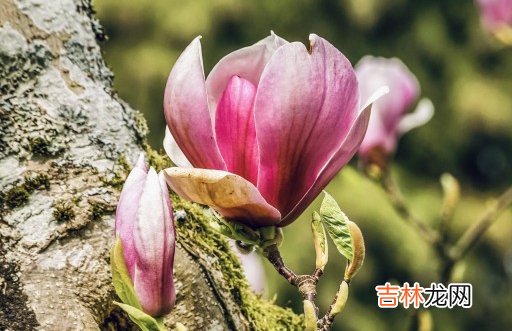2021年3月24日农历二月十二出生的男孩周易生辰起名字