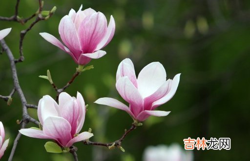 2021年3月26日农历二月十四出生的男孩起独特洋气的名字