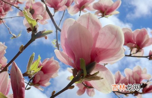 2021年3月30日农历二月十八出生的男孩周易免费起名