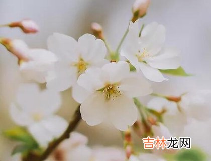 农历七月鼠宝宝名字带什么字吉利,12生肖七月出生命理