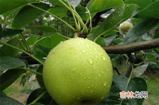 螃蟹能和梨一起吃吗