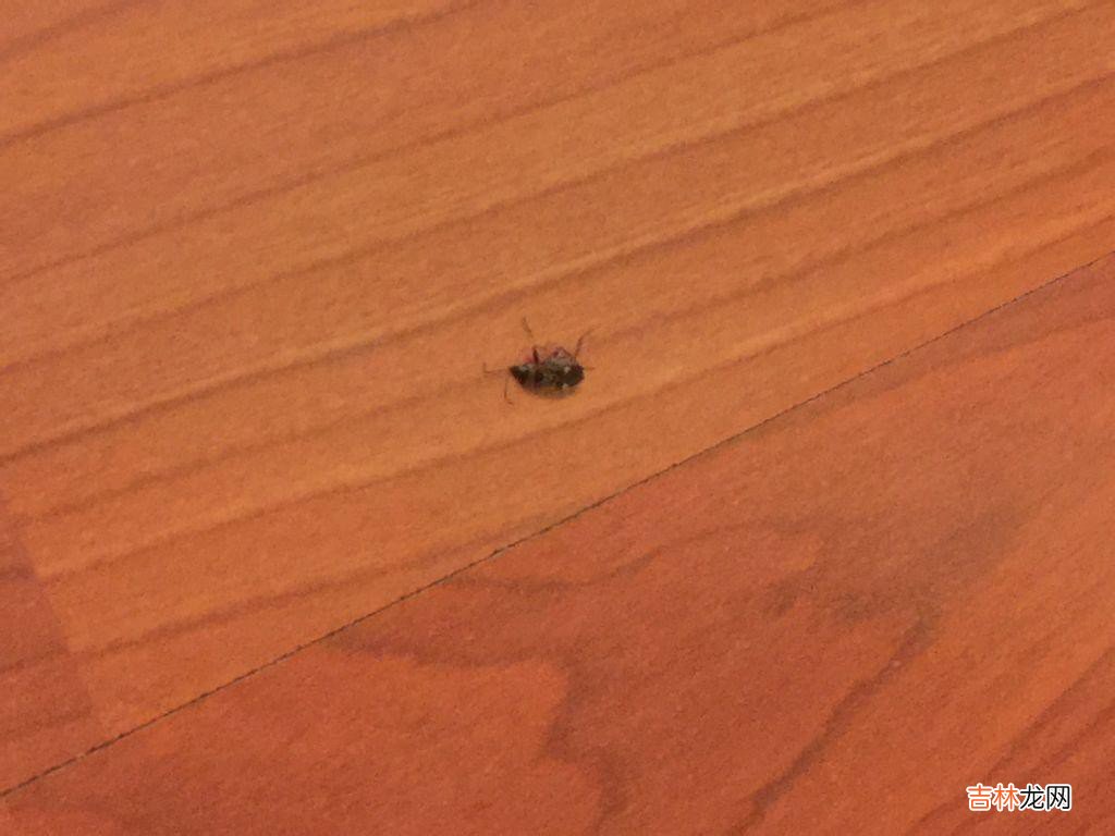 家里突然有蟑螂怎么回事  为什么家里突然有蟑螂