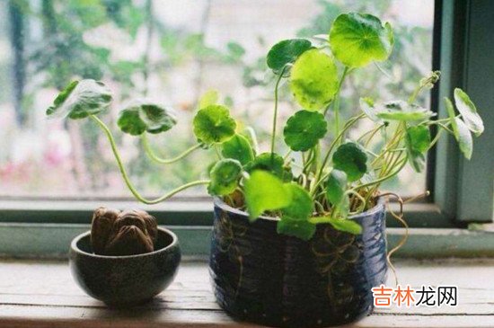 刚装修的房子除甲醛