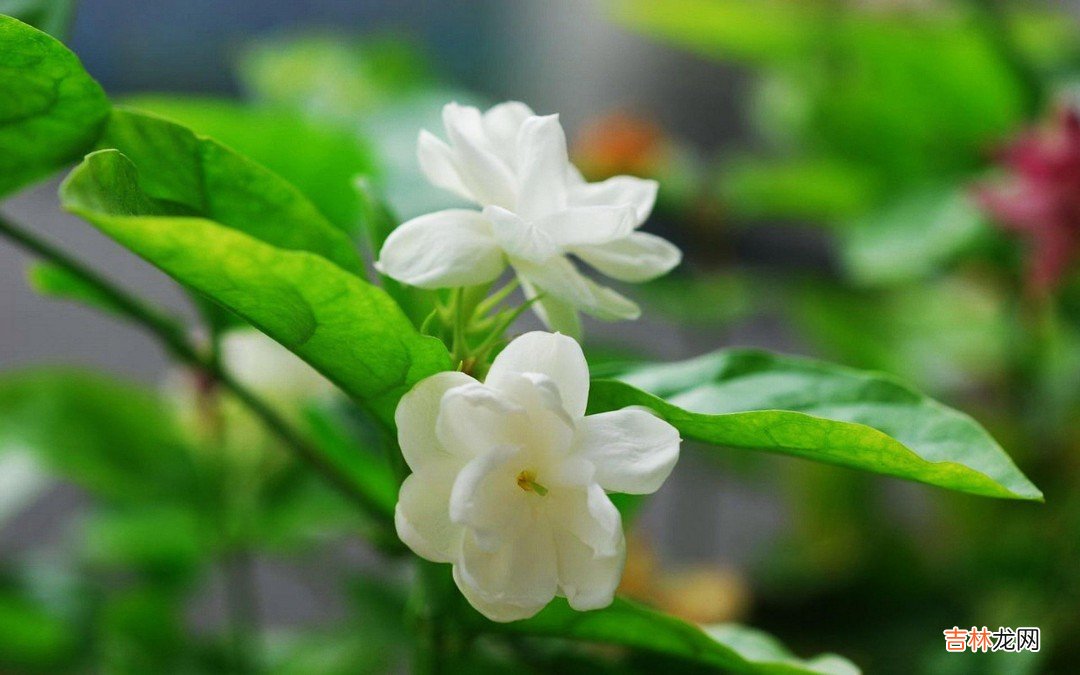 送茉莉花是什么意思 关于送茉莉花的寓意介绍