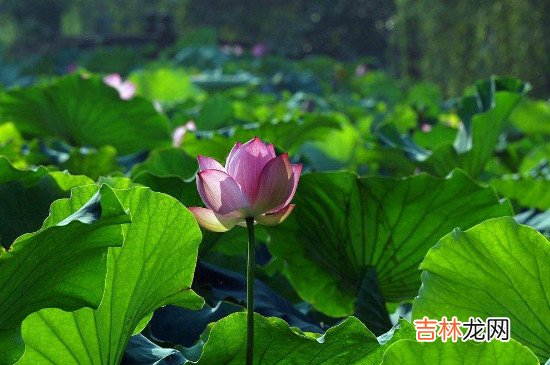 伏天注意事项