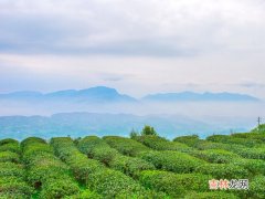 高黎贡山普洱茶怎么样-普洱茶哪个地方产的最好?