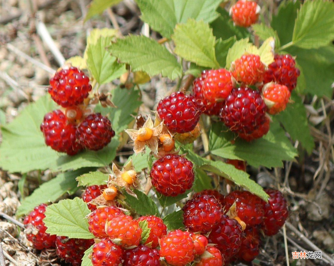 野草莓有哪几种  野草莓品种介绍