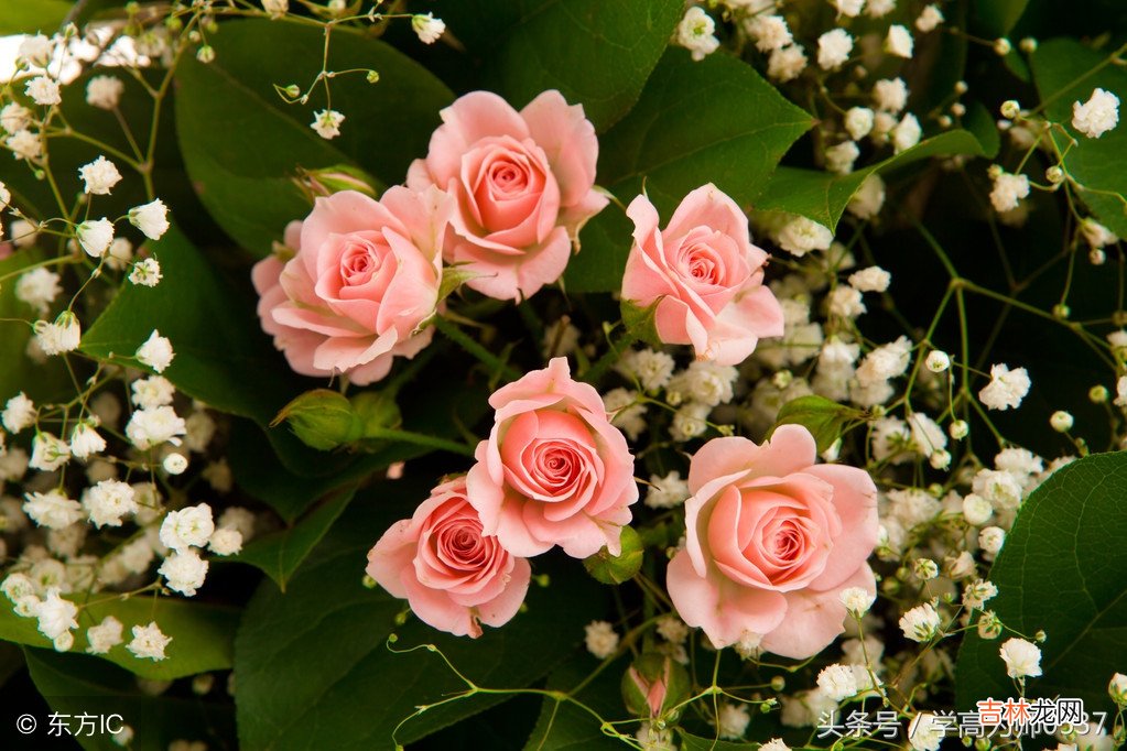 举的部首是什么再查几画 举的部首是什么再查什么