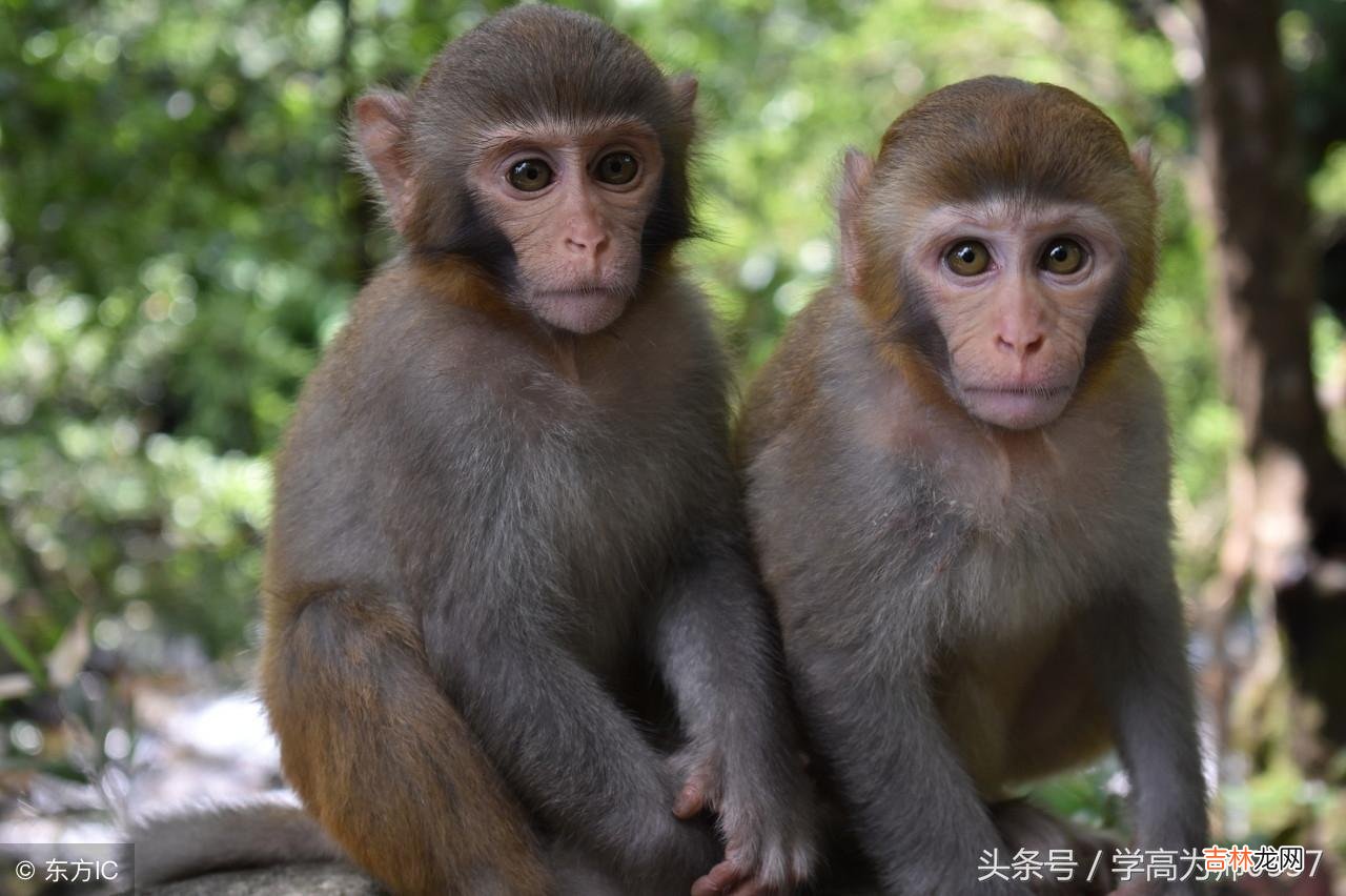 举的部首是什么再查几画 举的部首是什么再查什么