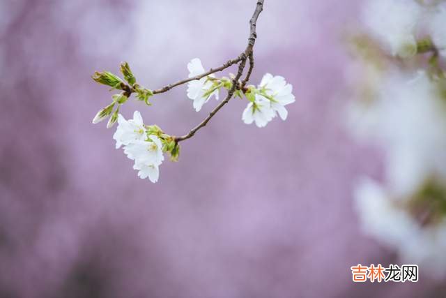 人老了，和子女搞好关系的办法：不管不问