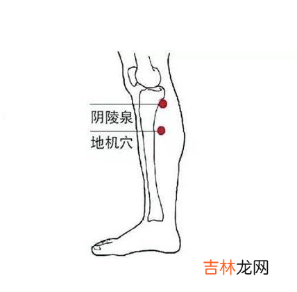 阴陵泉穴位位置图和作用