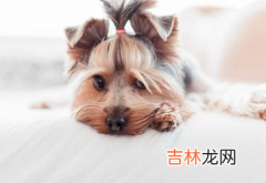 狗狗感冒吃什么药好？