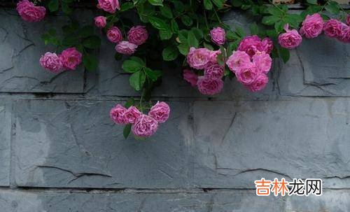 一场疾病让54岁的女人看清了现实：往后余生，靠谁都是有条件的