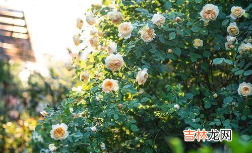 一场疾病让54岁的女人看清了现实：往后余生，靠谁都是有条件的
