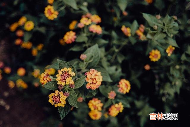 在感情中，一个人“主动久了”，是会累的