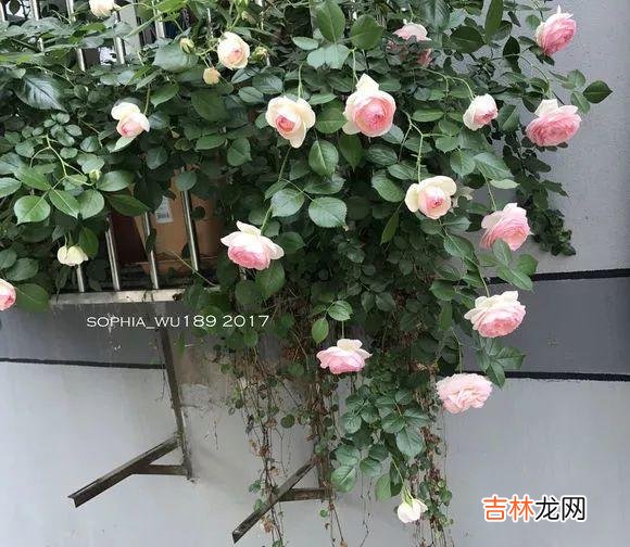 达芬奇奖是什么 芬达官方网