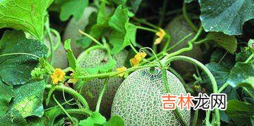 腿粗肚子大的女人，建议你早上来杯这样的食物，营养瘦身不再难！